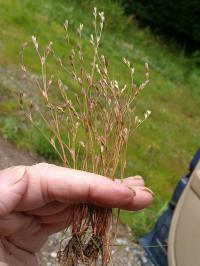 Juncus bufonius image